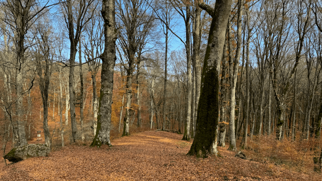 Faggeta Vetusta Soriano del Cimino